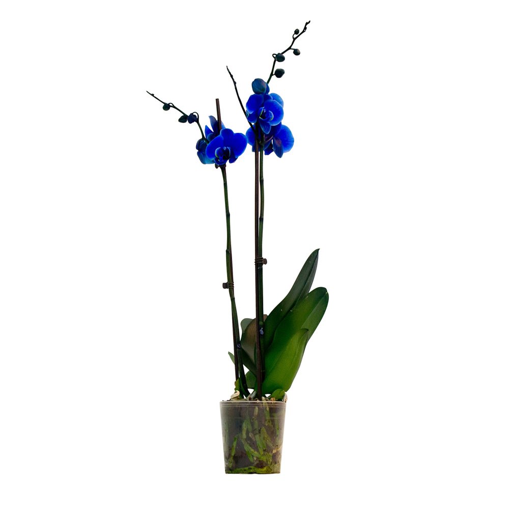 Плетнев проходил свидетелем по делу «Голубой орхидеи»