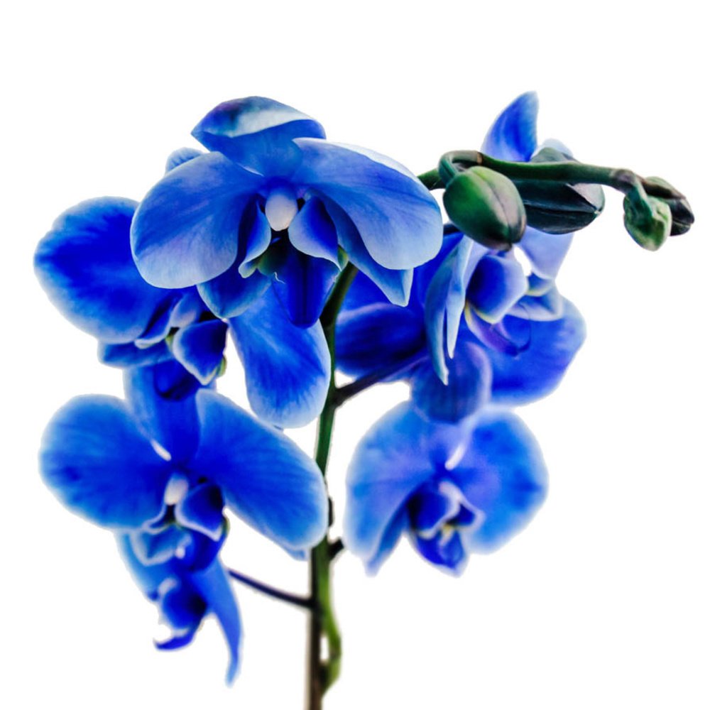 Синяя орхидея в горшке. Фаленопсис Королевский голубой. Орхидея фаленопсис голубая. Фаленопсис синий окрашенный. Голубая Орхидея сенсейшен.