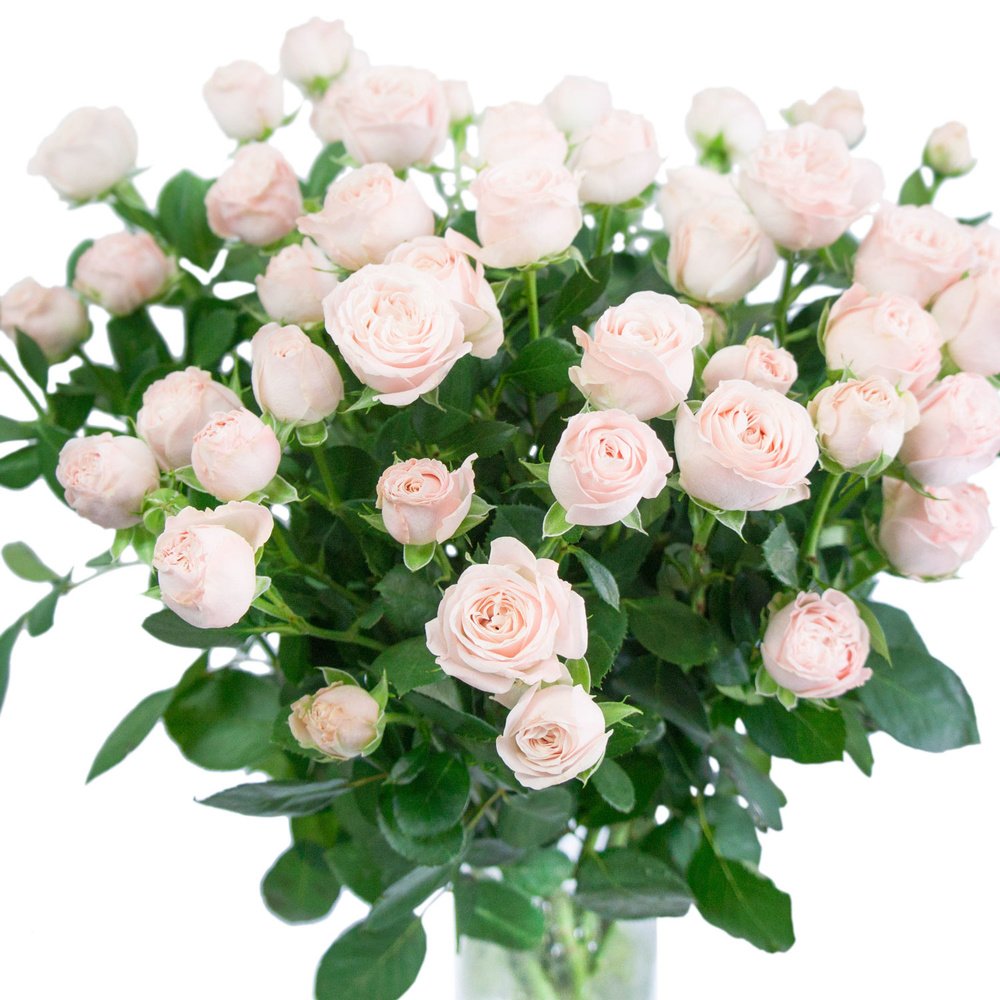 Кустовая роза Бомбастик розовая