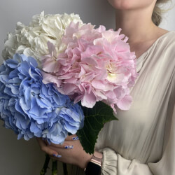 Букет «Микс свежих 3 гортензий под ленту» Букет «Микс свежих 3 гортензий под ленту»