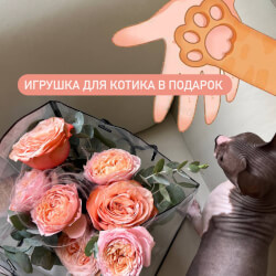 Букет «Персиковая Софи: композиция в кашпо ручной работы с пионовидными розами » Букет «Персиковая Софи: композиция в кашпо ручной работы с пионовидными розами »