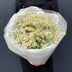 Букет «Цветы 15 матрикарий (ромашек) с доставкой по СПб от Розмаркт» Букет «Цветы 15 матрикарий (ромашек) с доставкой по СПб от Розмаркт»